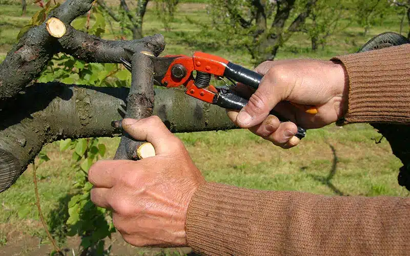 residenziale-sportiva-industriale-edilizia-tagli-potature-milano