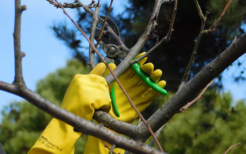 tagli-e-potature-di-alberi-e-piante-milano-monza-brianza